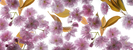 sakura flowersの写真素材