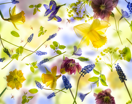 spring flowers