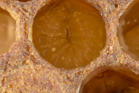 bee nymphの写真素材