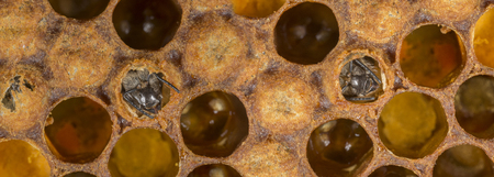 hatching young beesの写真素材