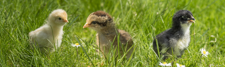 chickensの写真素材