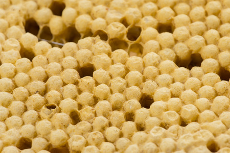 bee combs with bee eggs and young bees - dronesの写真素材