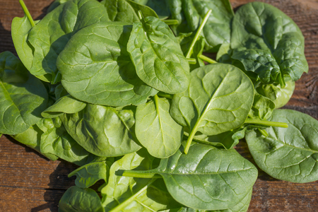 baby spinachの写真素材