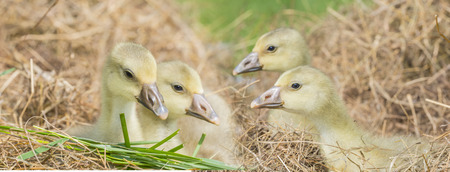white goose; gosling; Anser anser domesticus