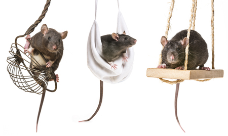 a cute little ratsの写真素材
