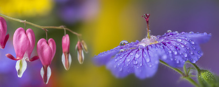 flowersの写真素材