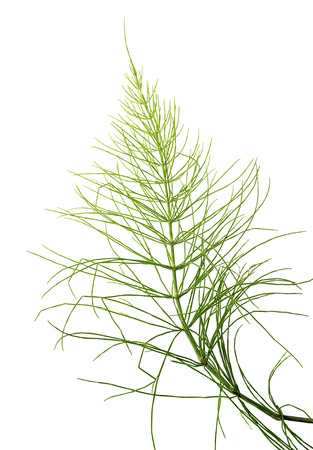 Equisetum arvense - Horsetail herbの写真素材