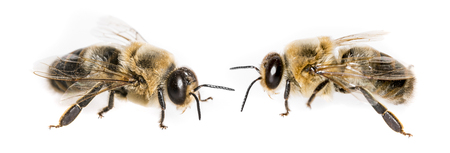 bee dronesの写真素材