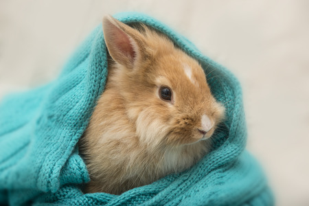 little rabbitの写真素材