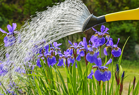 watering flowersの写真素材
