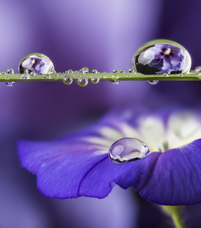 blue flower with a dew dropの写真素材