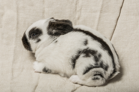 baby rabbitの写真素材