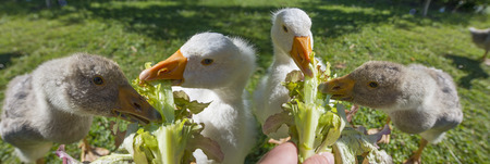 Feeding geeseの写真素材