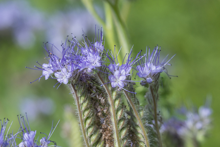 Phacelia tanacetifolia - honey plant for beesの写真素材