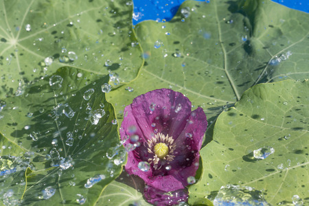 rain - high speed photoの写真素材