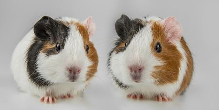 guinea pigs