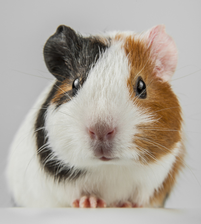 guinea pigの写真素材