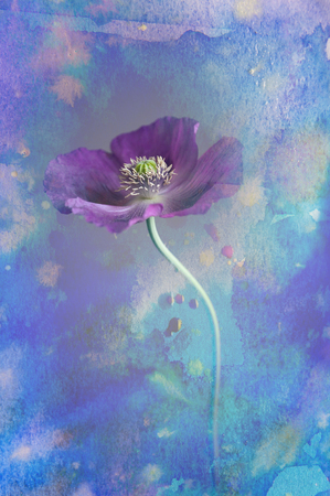 poppy flower in a vase - watercolors pictureの写真素材