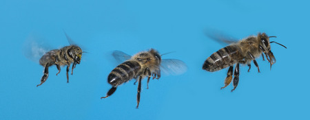 a bee (apis mellifera) flying