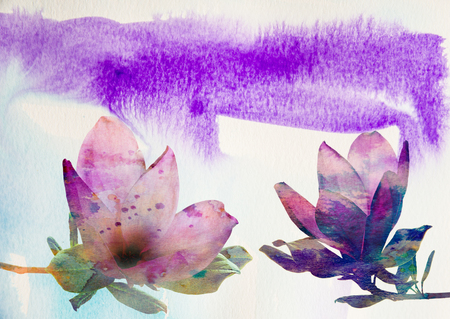 pink magnolia flowers on a white background - with watercolors textureの写真素材
