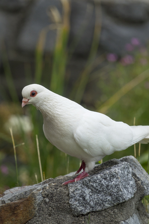white pigeonの写真素材