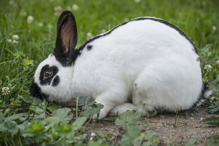 a cute rabbit in the garden - close upの写真素材