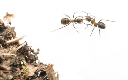 Red wood ant (Formica rufa) close up - macro photographyの写真素材