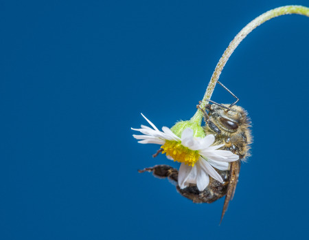 bee (apis mellifera) on a flower close upの写真素材