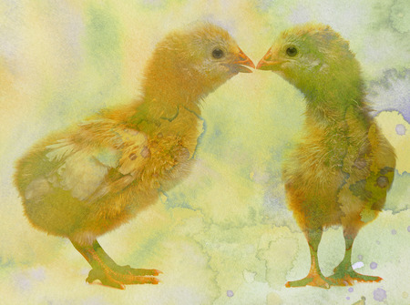 two cute chickens with watercolors textureの写真素材