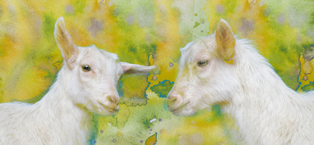 happy young white goat - portrait on watercolors  backgroundの写真素材