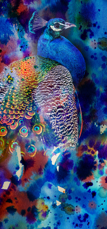 photo of a peacock on a watercolor backgroundの写真素材