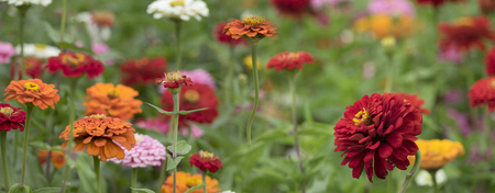 Zinnia elegans in the darden - close upの写真素材