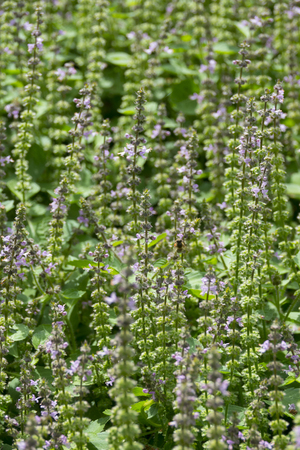 fresh green satureja montana close up in the gardenの写真素材