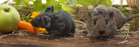 a cute babies of guinea pig close upの写真素材