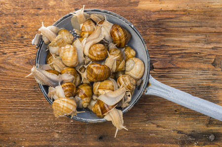 snail (Helix pomatia) - Burgundy snail - edible snail isolated on a white backgroundの写真素材