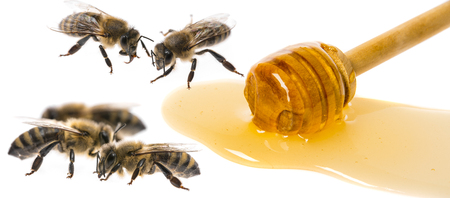 Honey dripping from honey dipper isolated on a white backgroundの写真素材