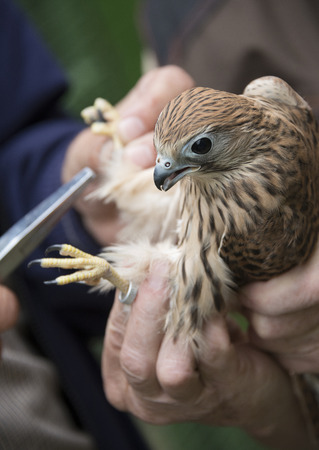 bird ringing - common kestrel (Falco tinnunculus)の写真素材