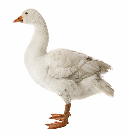 white goose (Anser anser domesticus) isolated on a white backgroundの写真素材