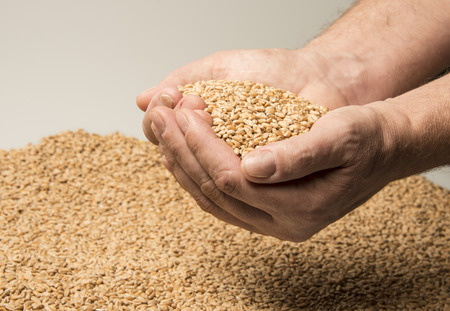 wheat grains in hands  - close up