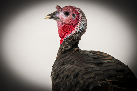 turkey (Meleagris gallopavo f. domestica) in studio