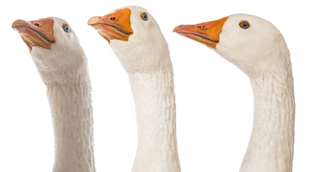 white goose (Anser anser domesticus) isolated on a white backgroundの写真素材