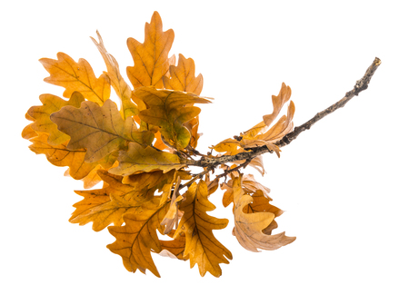 an autumnal oak branch isolated on a whiteの写真素材