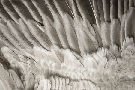 a feathers texture closeup in the detailの写真素材