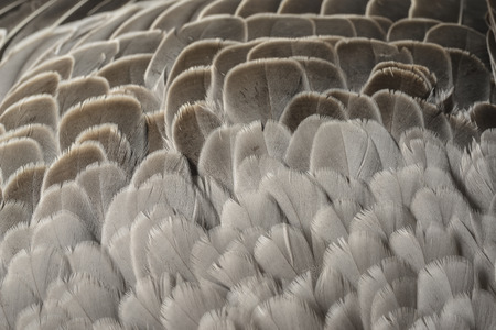 a feathers texture closeup in the detail