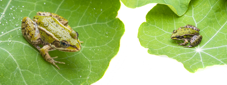 rana esculenta - common european green frog on a dewy leafの写真素材