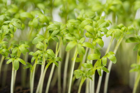 cress sprouts (Lepidium sativum) isolated on a white background