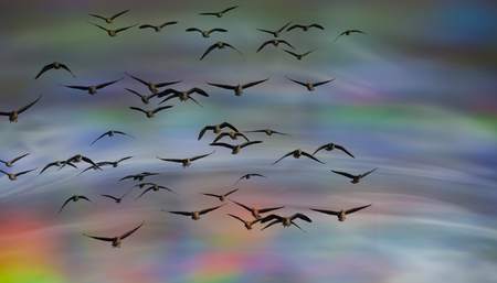 an abstract sky background - with birdsの写真素材