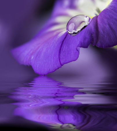 blue flower with a dew dropの写真素材