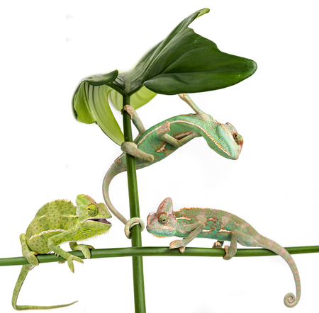 three little chameleons - Chamaeleo calyptratus on whiteの写真素材