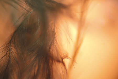 feather texture under microscope - 40xの写真素材